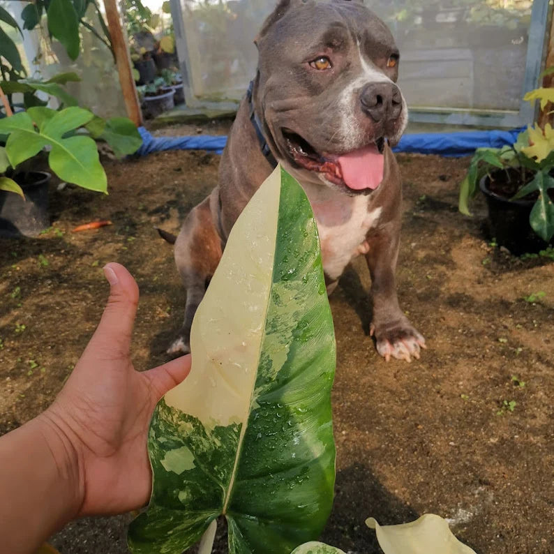 Philodendron Domesticum Variegated — 1 Pot image 8