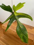 XL Rooted Philodendron Florida Beauty Cutting image 0