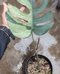 Monstera Mint Variegated image 1