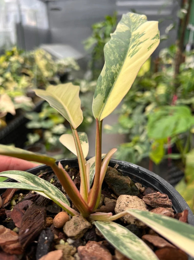 Philodendron Caramel Marble Variegated Fully Rooted Baby Plant image 8