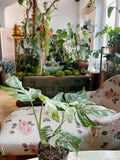 Very Rare: 5 leaves Monstera albo borsiagina Marble full rooted- H40cm image 9