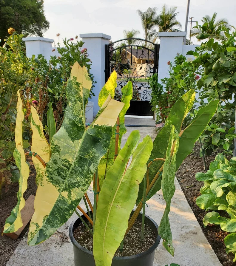 Premium Quality Variegated Billietiae - Extra RARE Collector Plant image 0