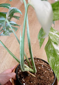 Very white: 4 Mature leafs + 1 in route - H40cm - Monstera Deliciosa variegated large form full rooted image 3