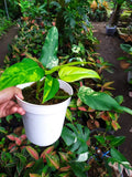 Rare Philodendron Domesticum Variegated Plant image 1