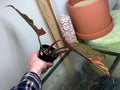 Highly Variegated Philodendron Caramel Marble rooted plant ( pic.2-9th), RARE#1 image 1