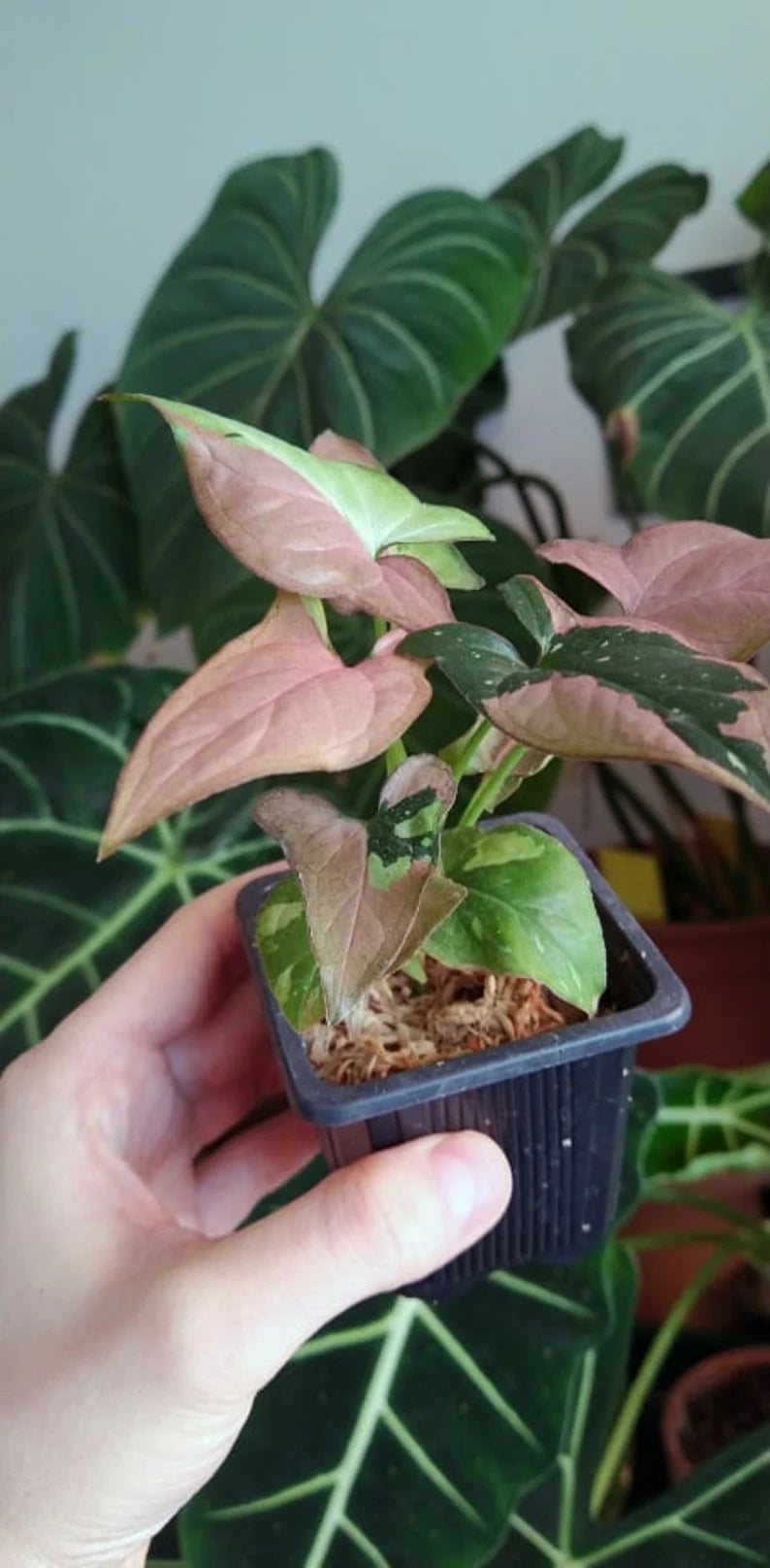 Syngonium red spot tricolor baby plant image 0