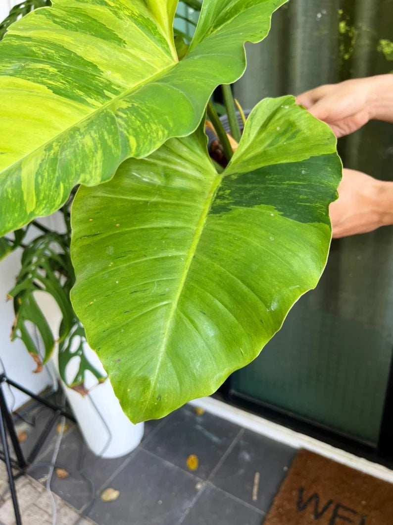 Philodendron Jungle Fever Variegated Fully Rooted Plant Big Size image 3