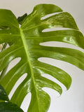 Variegated Monstera Deliciosa Albo Borsigiana 3 Leaves image 5