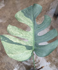 Monstera Mint Variegated image 0
