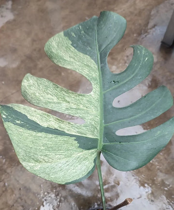 Monstera Mint Variegated image 0