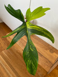 XL Rooted Philodendron Florida Beauty Cutting image 3