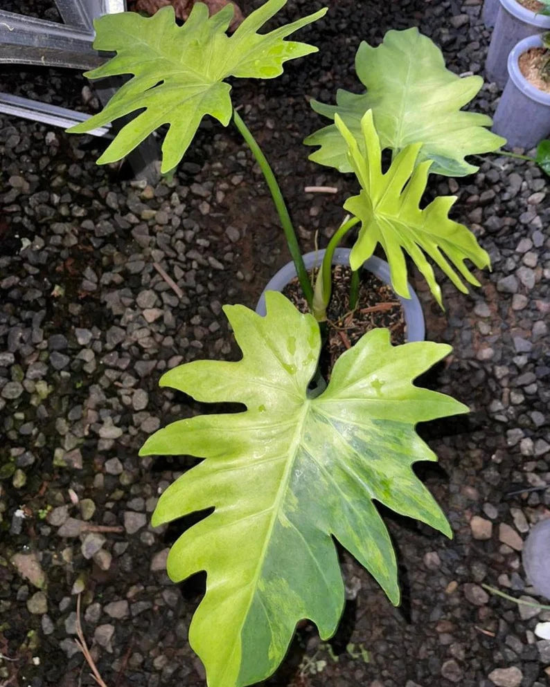 Philodendron Radiatum Aurea Variegated Rare image 0