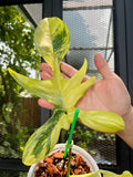 Philodendron Florida Beauty Variegated Fully Rooted Plant 4 big leaves image 4