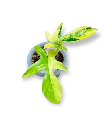 Philodendron Florida beauty varigated image 0