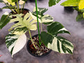 Rare Monstera Mint Deliciosa Borsigiana Variegata Live Plant Fully Rooted 4 Leaves image 0