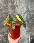 Philodendron Billietiae Variegated — Live Plant image 3