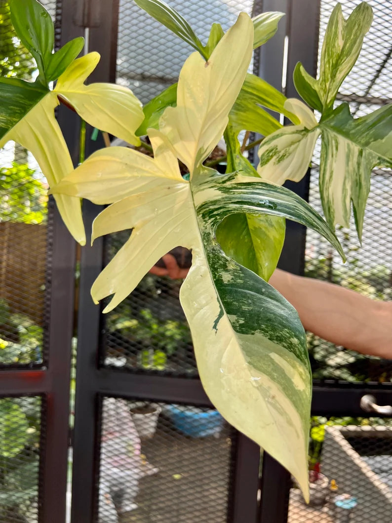 Philodendron Florida Beauty Variegated Fully Rooted Plant 4 big leaves image 4
