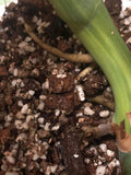 Monstera AUREA Variegated Borsigiana Live Plant Fully Rooted image 5
