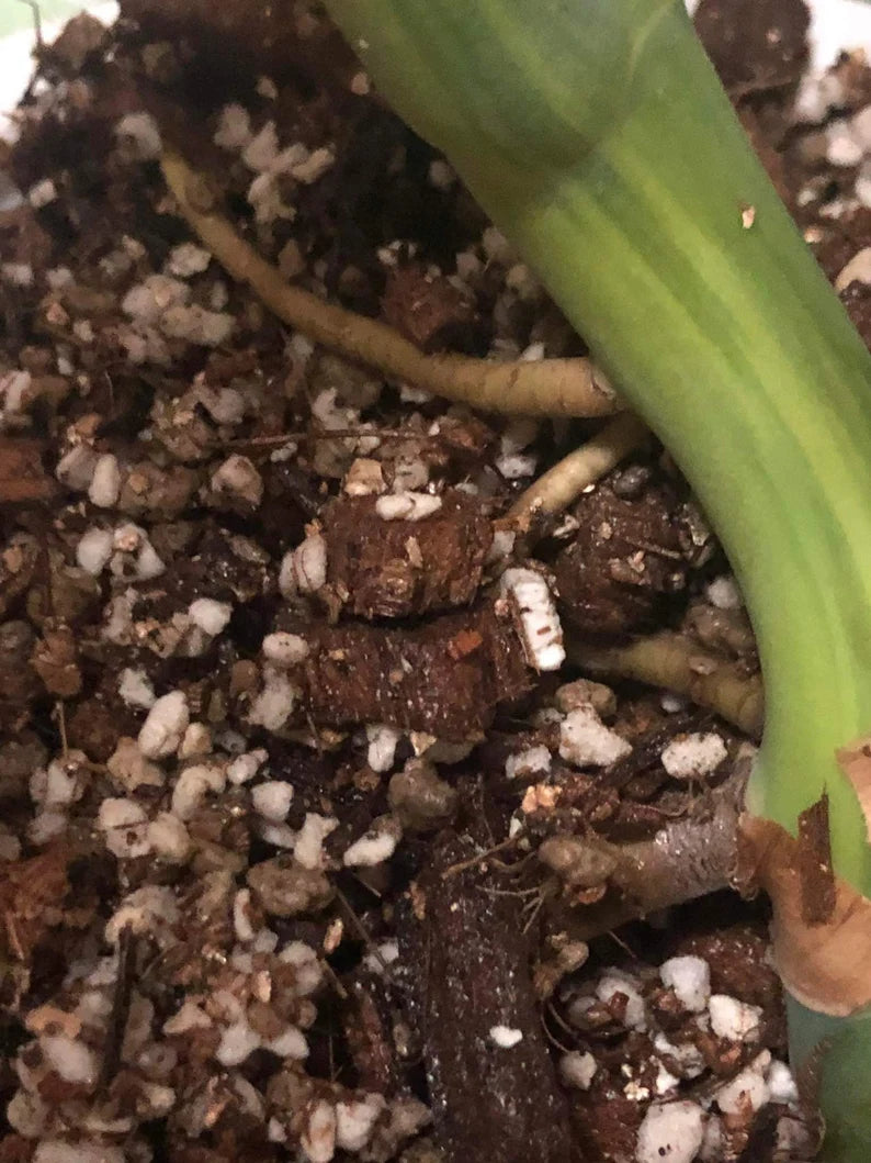 Monstera AUREA Variegated Borsigiana Live Plant Fully Rooted image 5