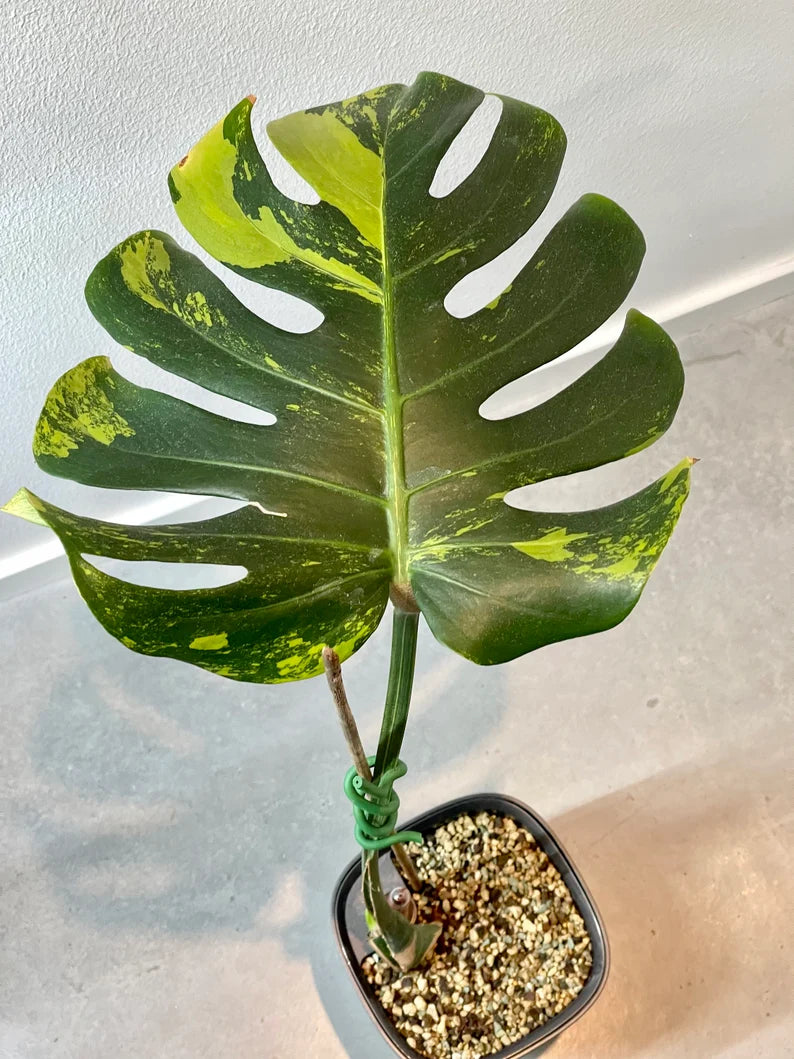 Monstera Deliciosa Sport Variegata — Green on Green, Large Form image 4