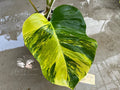 Rare monstera borsigiana aurea variegated image 5