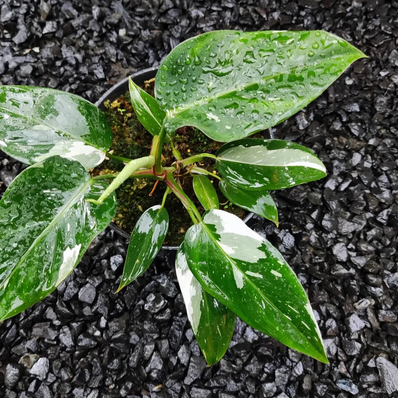 Package 12 philodendron white princess image 1