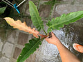 Philodendron Ring of Fire Variegated — Pink, Rare image 2