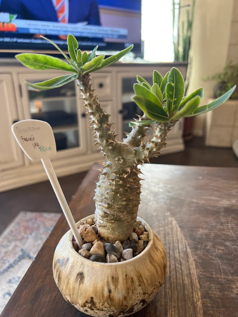 Pachypodium — Group Collection image 1