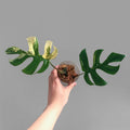 Rhaphidophora Tetrasperma Aurea Variegated image 3