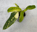 Philodendron domesticum variegated image 5