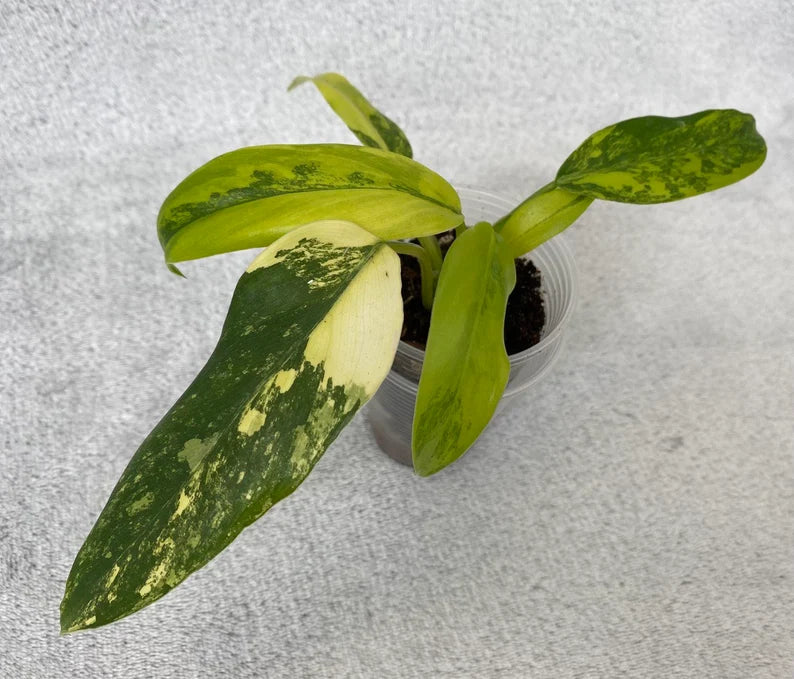 Philodendron domesticum variegated image 5