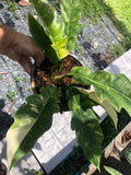 Very Rare Philodendron Ring of Fire Variegata - Large size image 4