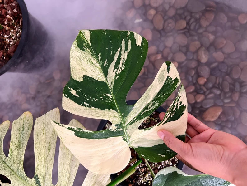 Rare Monstera Mint Deliciosa Borsigiana Variegata Live Plant Fully Rooted 4 Leaves image 5
