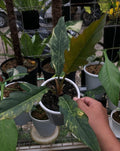 Philodendron Caramel marble image 1