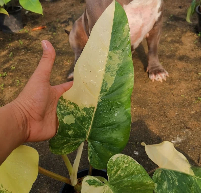 Philodendron Domesticum Variegated — 1 Pot image 9