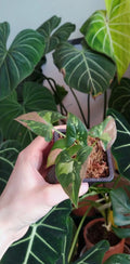 Syngonium red spot tricolor baby plant n.2 image 3