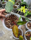 Philodendron Strawberry Shake Variegated — Rooted Plant image 6
