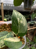 Scindapsus Jade Satin White Albo Variegated Rare image 1