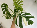 Variegated Monstera Deliciosa Albo Borsigiana 3 Leaves image 0