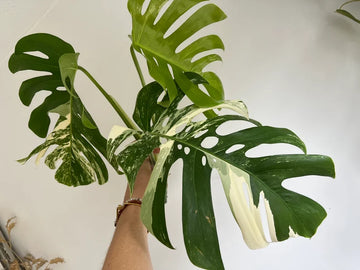 Variegated Monstera Deliciosa Albo Borsigiana 3 Leaves image 0