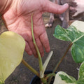 Philodendron Domesticum Variegated — 1 Pot image 6