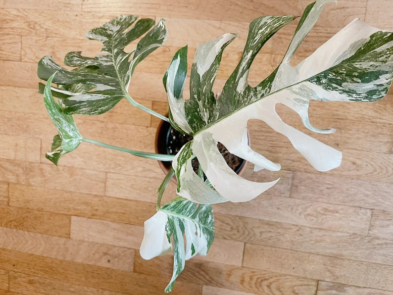 Very white: 4 Mature leafs + 1 in route - H40cm - Monstera Deliciosa variegated large form full rooted image 2