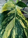 Sport Monstera XXL - Monstera Aurea - Variegated Monstera Deliciosa Large Form Sport Aurea. Monreo. image 6