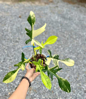 Philodendron Florida Beauty Variegated Fully Rooted Plant image 0