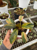Philodendron Black Cardinal Variegated image 1