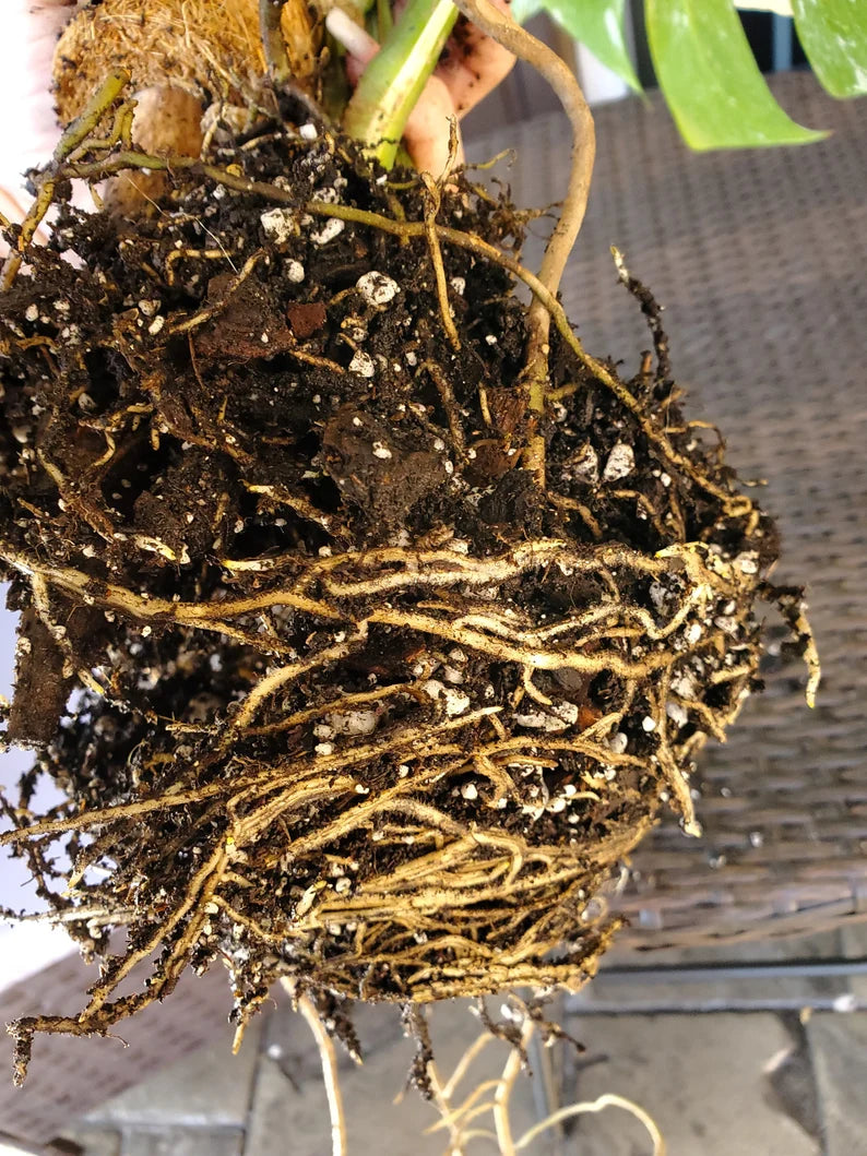 Monstera Albo Borsigiana image 3