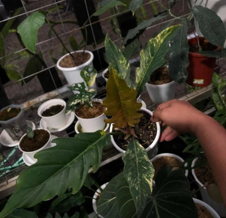 Philodendron Caramel marble image 0