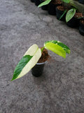 Philodendron Domesticum Variegated — Rooted Plant image 4