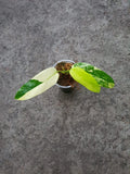 Philodendron Domesticum Variegated — Rooted Plant image 1