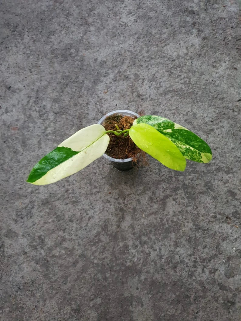 Philodendron Domesticum Variegated — Rooted Plant image 1
